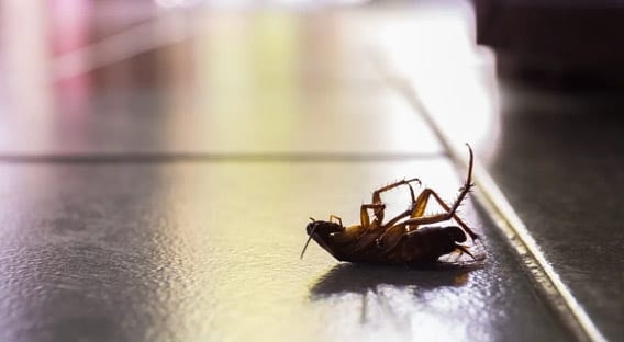 Dead cockroach close-up