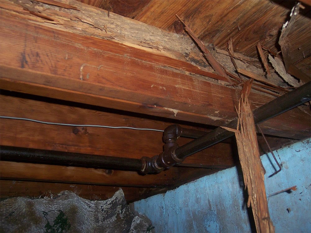 Rodent and mouse pest control