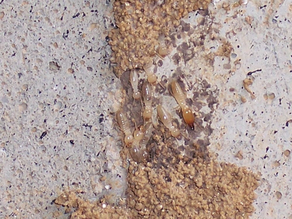Cricket pest control
