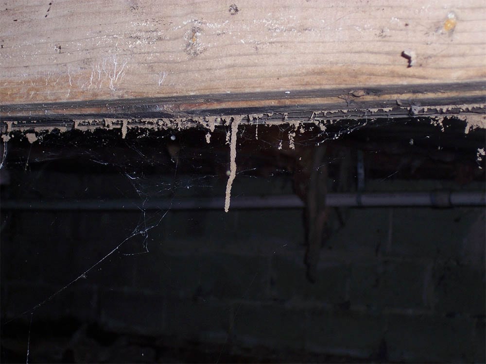 Exterminator spraying pest control treatment