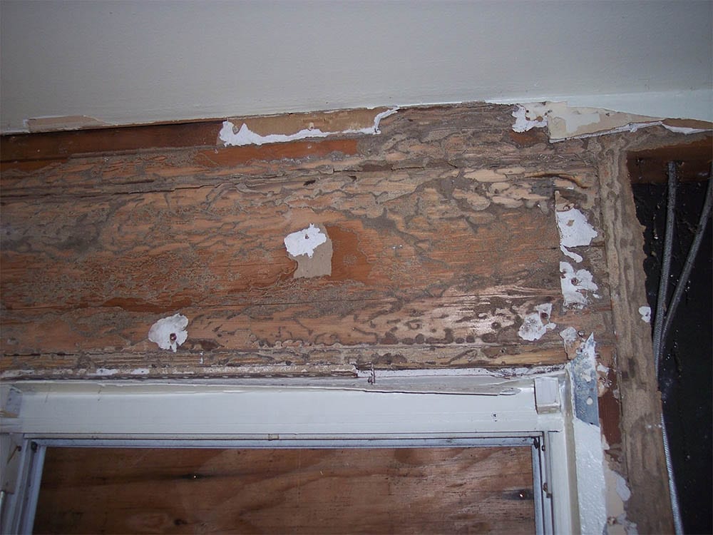 Termite damage wood inspection