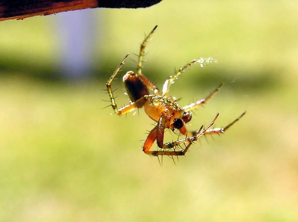 Pest control equipment and professional tools