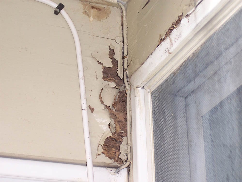 Ant colony infestation