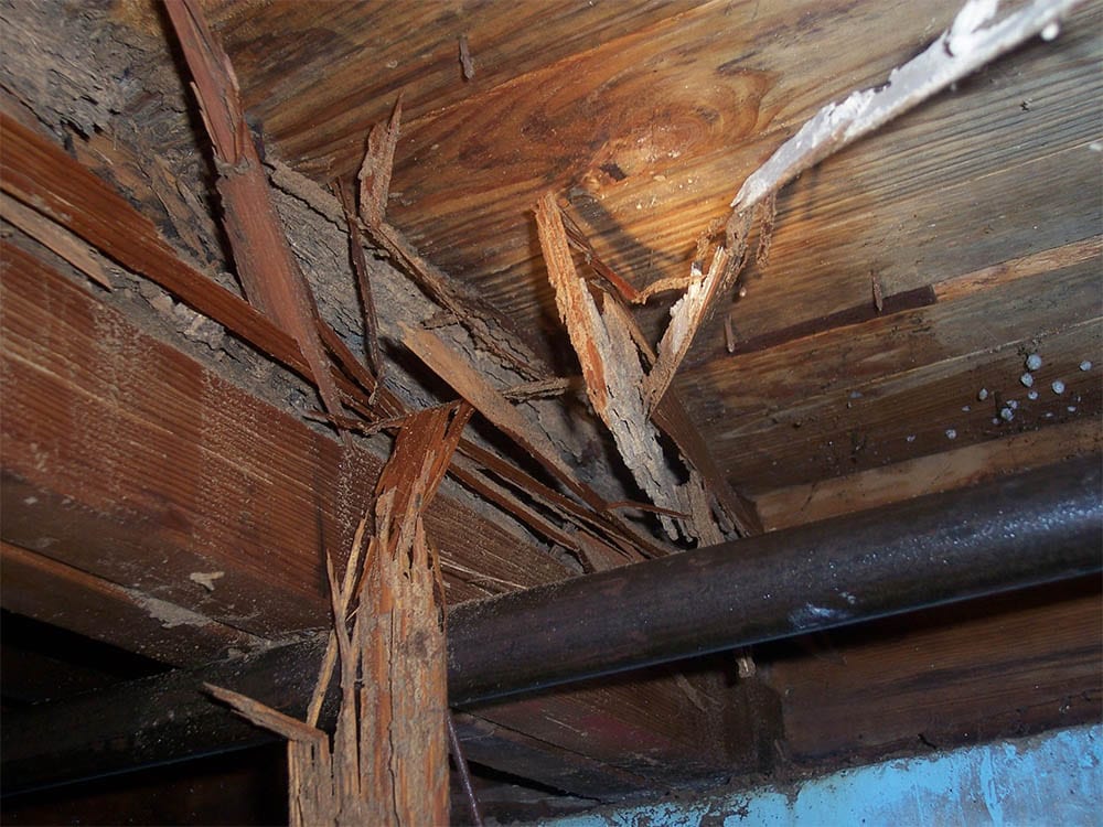 Wasp and bee nest removal